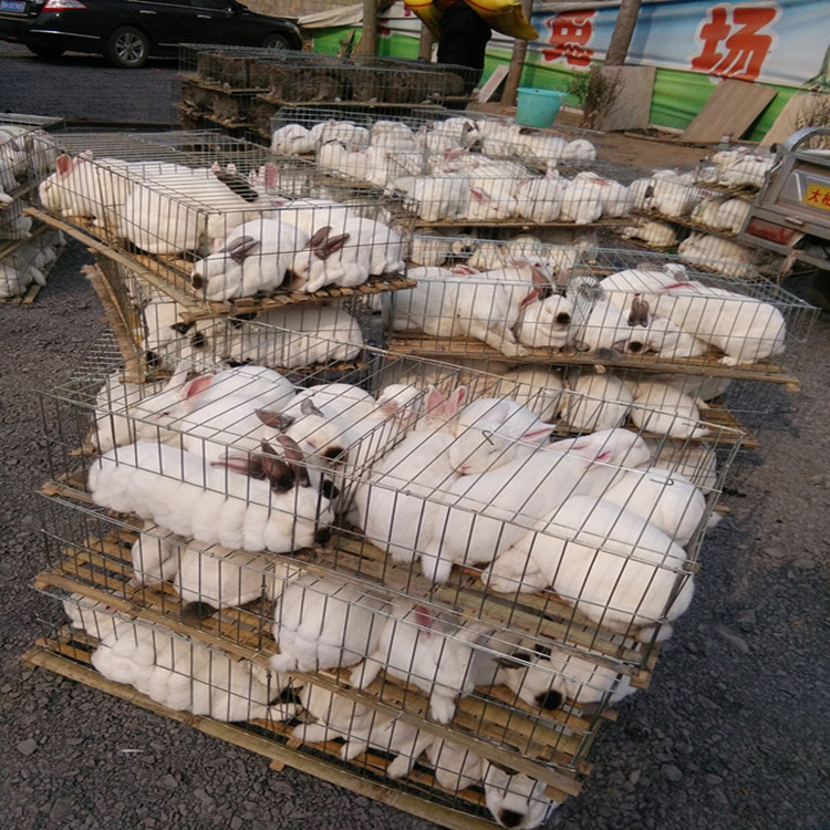 肉兔养殖场肉兔养殖场长推荐肉兔肉兔行情