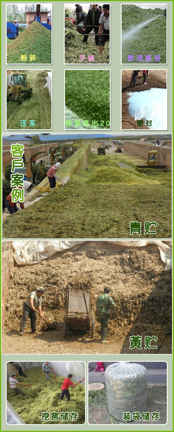 秸秆发酵剂发酵玉米秸秆喂牛方法发酵剂厂家订货电话