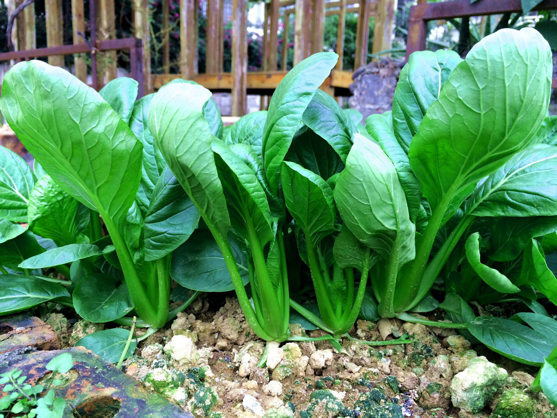 小松菜种子厂家2016热销蔬菜种子农作物种子热卖批