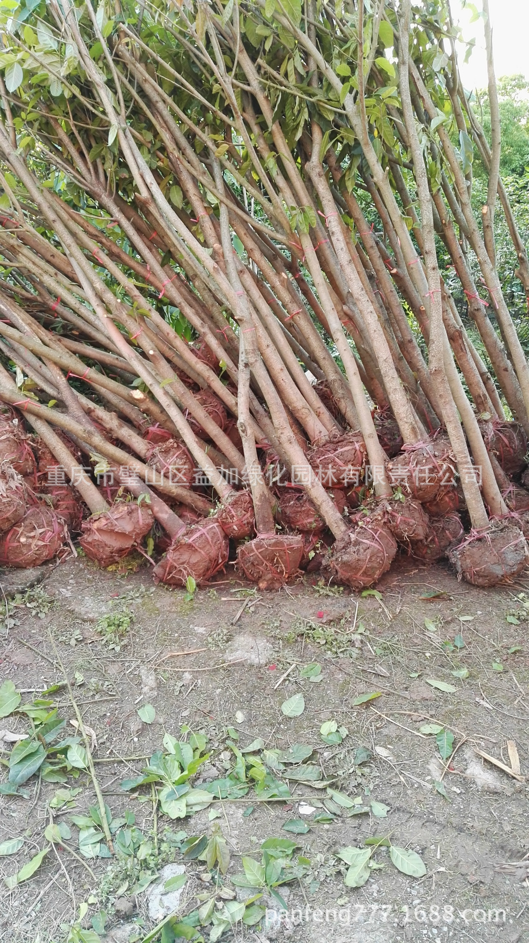 销售胸径3至20公分熟货黄葛树黄桷树黄角树