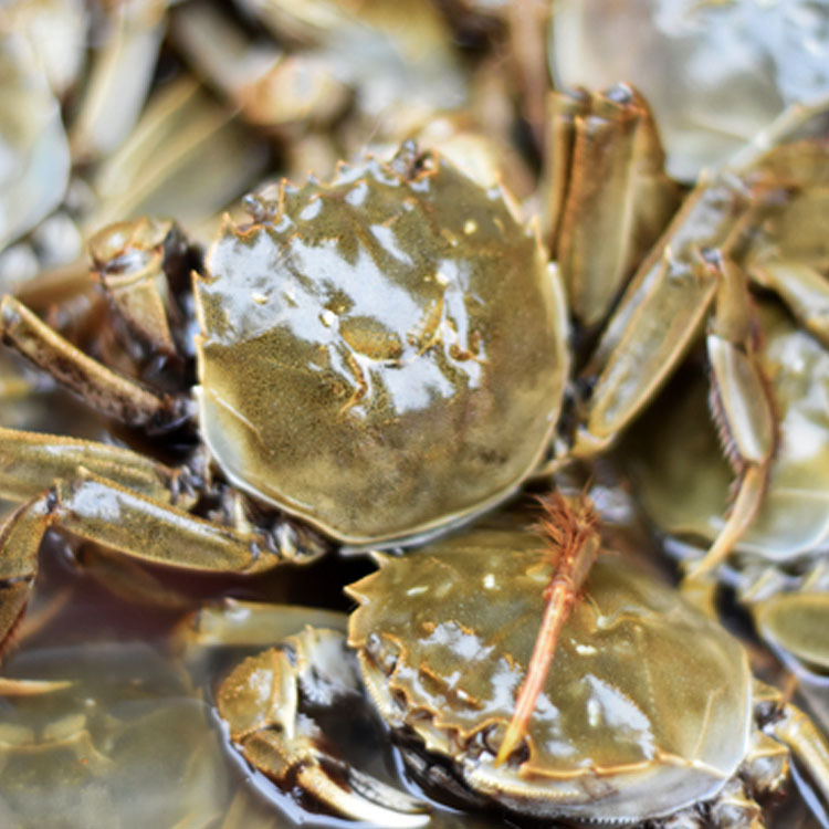 5两公母蟹左右鲜活螃蟹10只起批