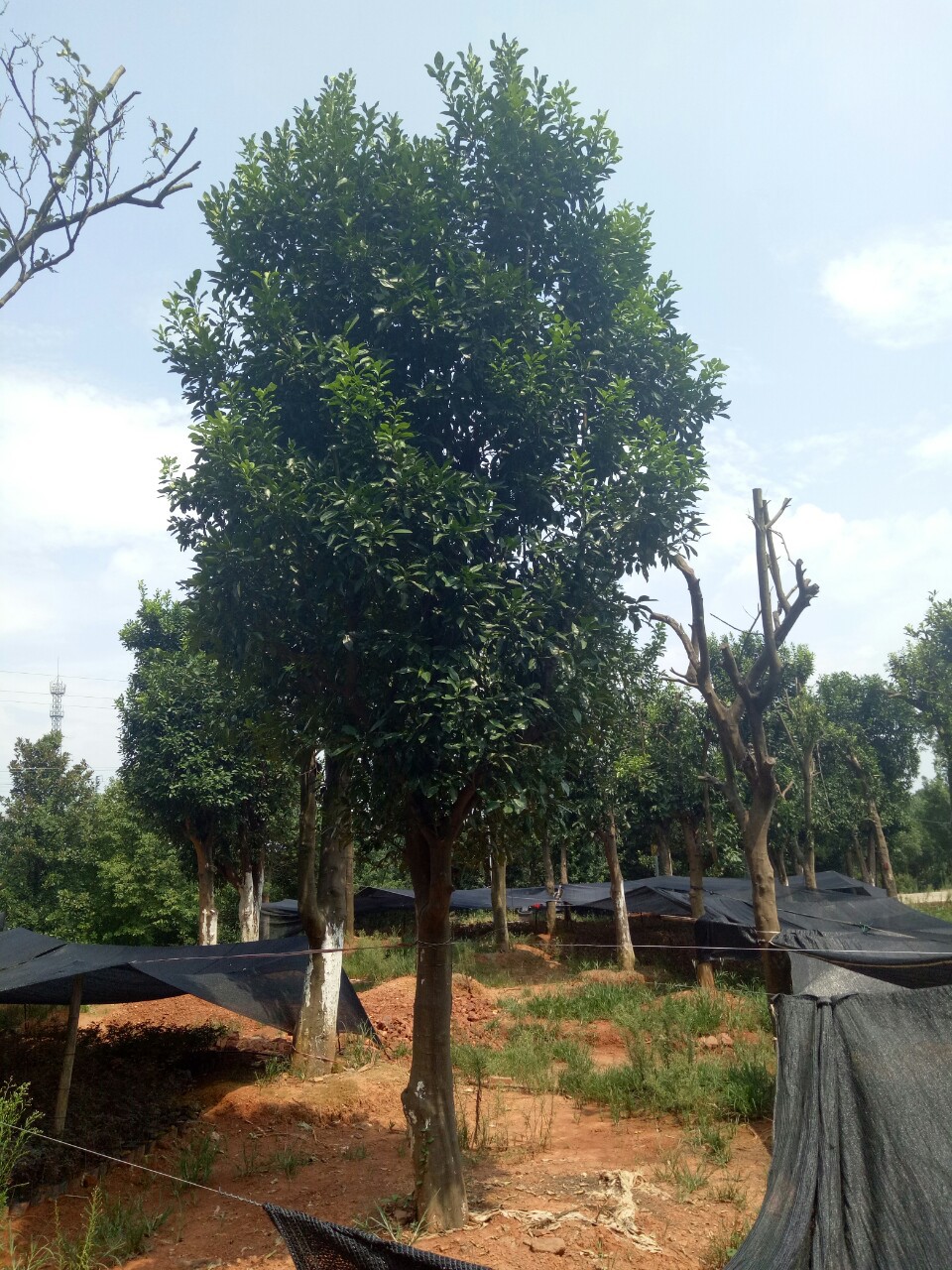 供应香泡树 10-20公分全冠香泡 树形好 成活率高 园林风景绿化