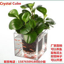 Crystal Cube自动灌溉立体桌面创意动感懒人办公桌透明养鱼花瓶