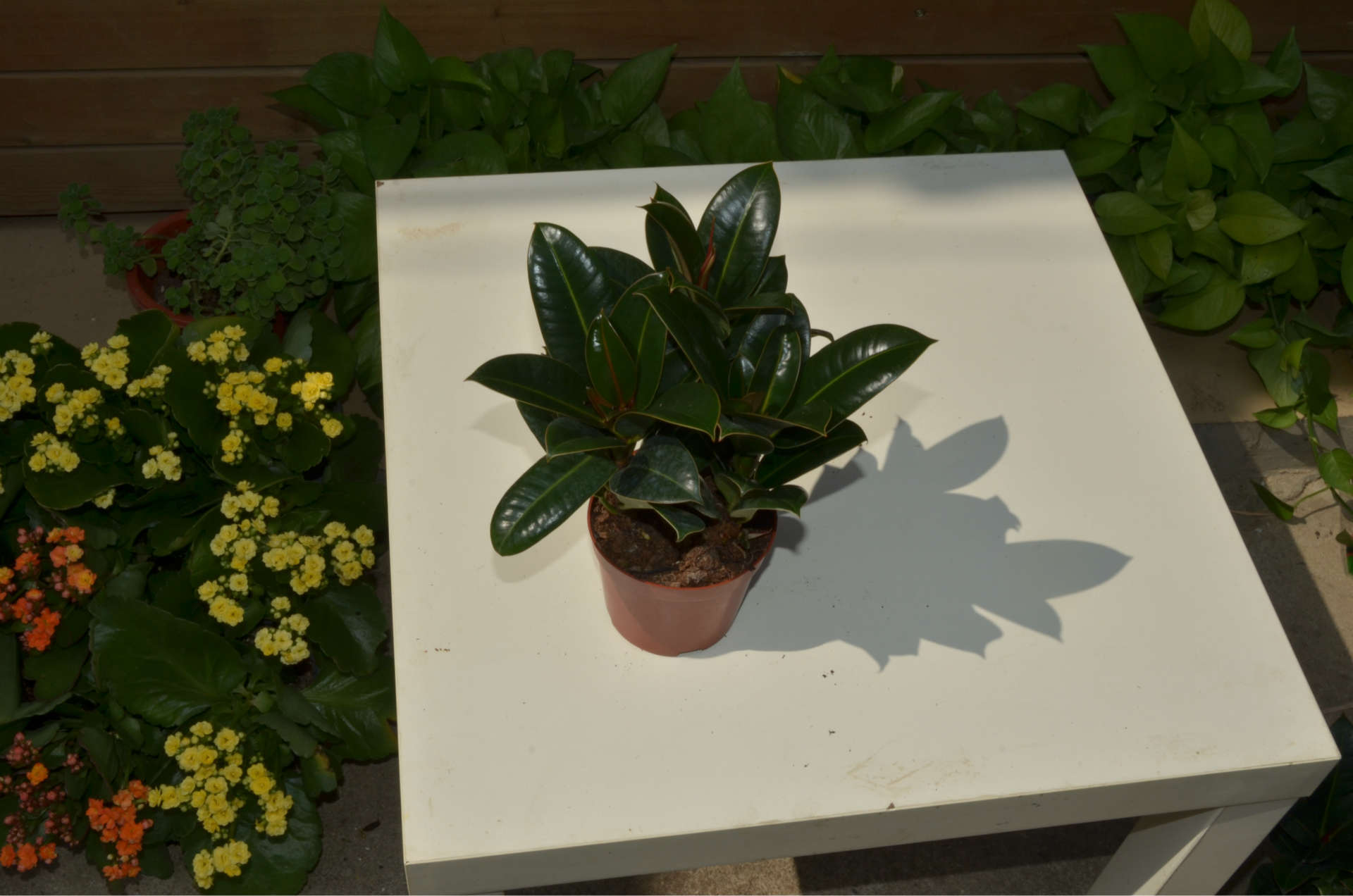 室内客厅绿植花卉盆栽 观叶绿色植物 小金刚 橡皮树 吸甲醛