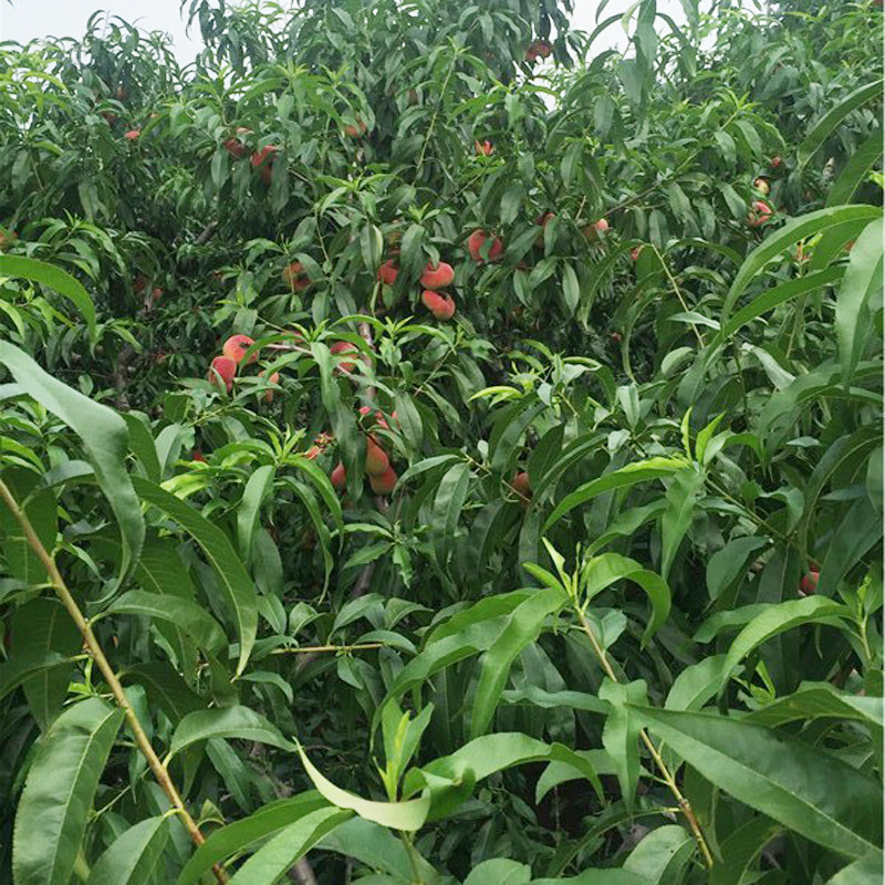 现货批发 优良美国红蟠桃苗 早熟味甜蟠桃苗 嫁接蟠桃苗