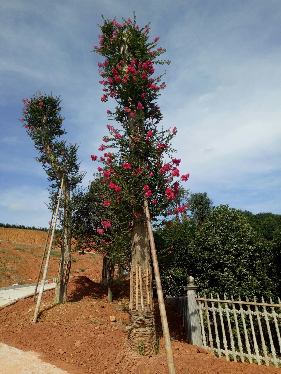 园林绿化苗木湖南高杆大紫薇树15/18cm 美国红花紫薇