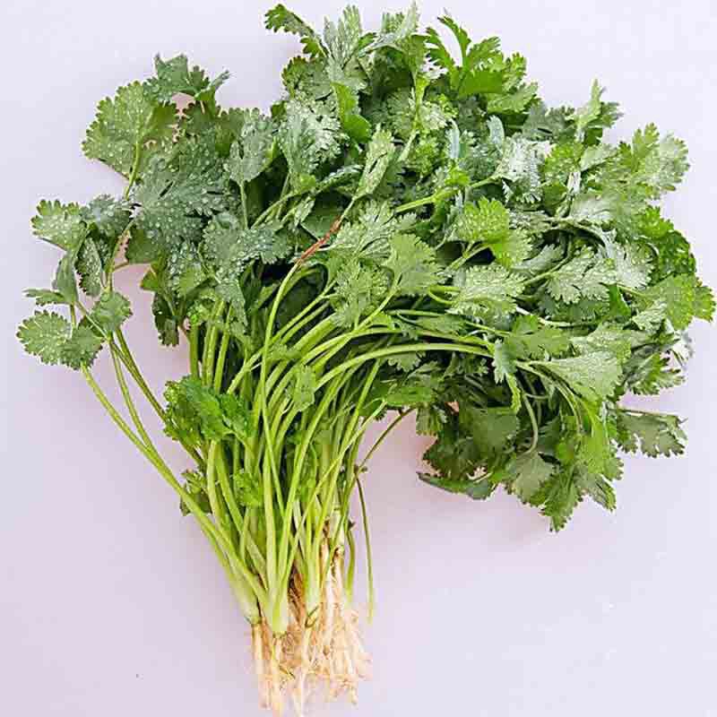 基地直供优质新鲜香菜生鲜批发芫荽寿光生鲜基地中心芫荽香菜