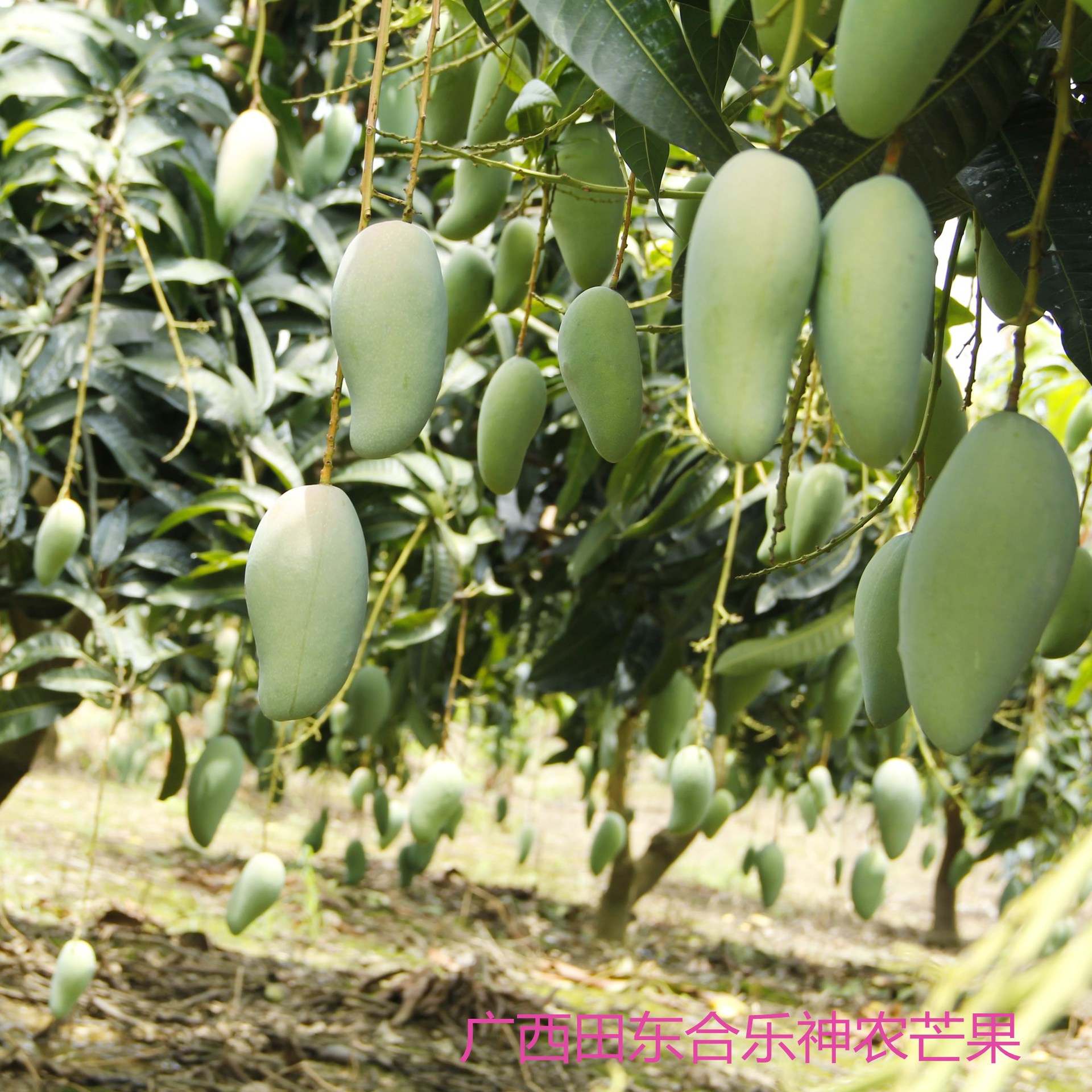 出售田东自产新鲜味美金煌芒5斤装包邮 一件代发