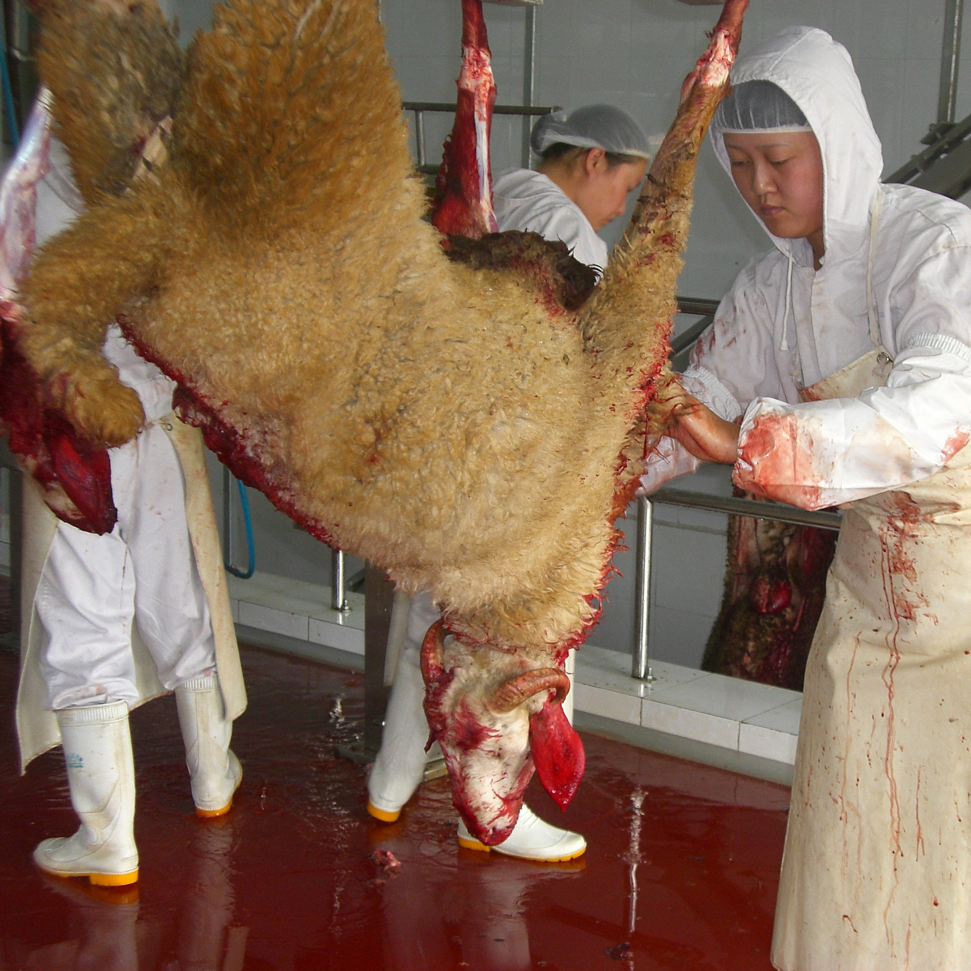 羊放血输送系统|羊预剥输送系统|羊胴体输送系统|羊屠宰设备