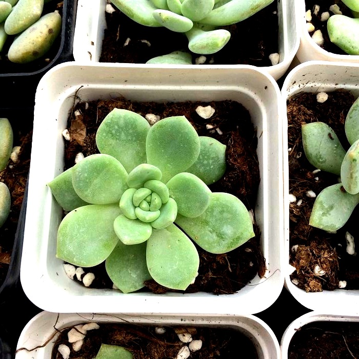 盆栽 多肉 伊莱恩 拉斯雨 多肉盆栽 多肉植物特价