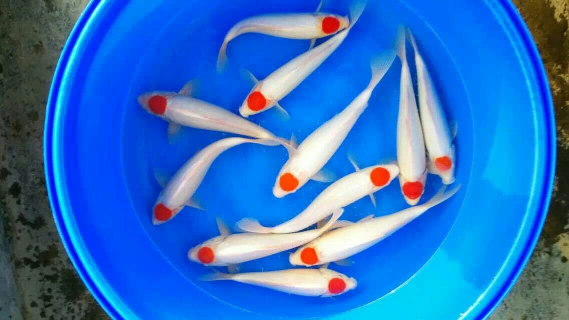 【广州观赏鱼】_广州观赏鱼厂家_广州观赏鱼批发市场