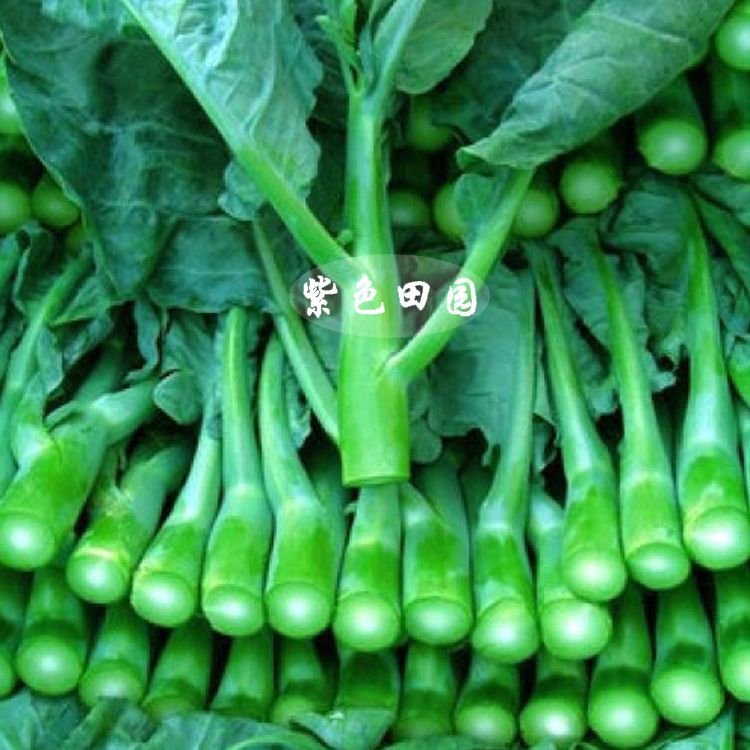 黄花芥蓝种子耀新黄花芥兰花黄色芥蓝种子质脆味甜20克