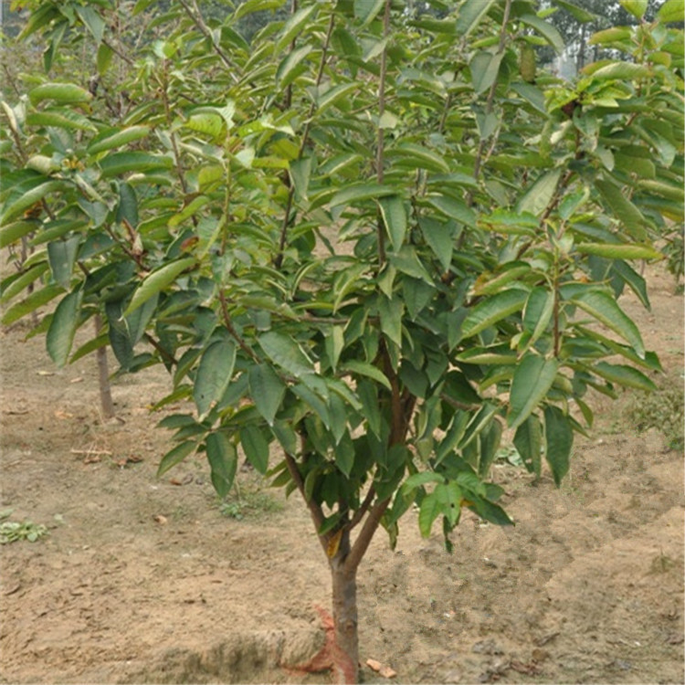 嫁接果树苗_直销嫁接果树苗 嫁接樱桃树 桃树