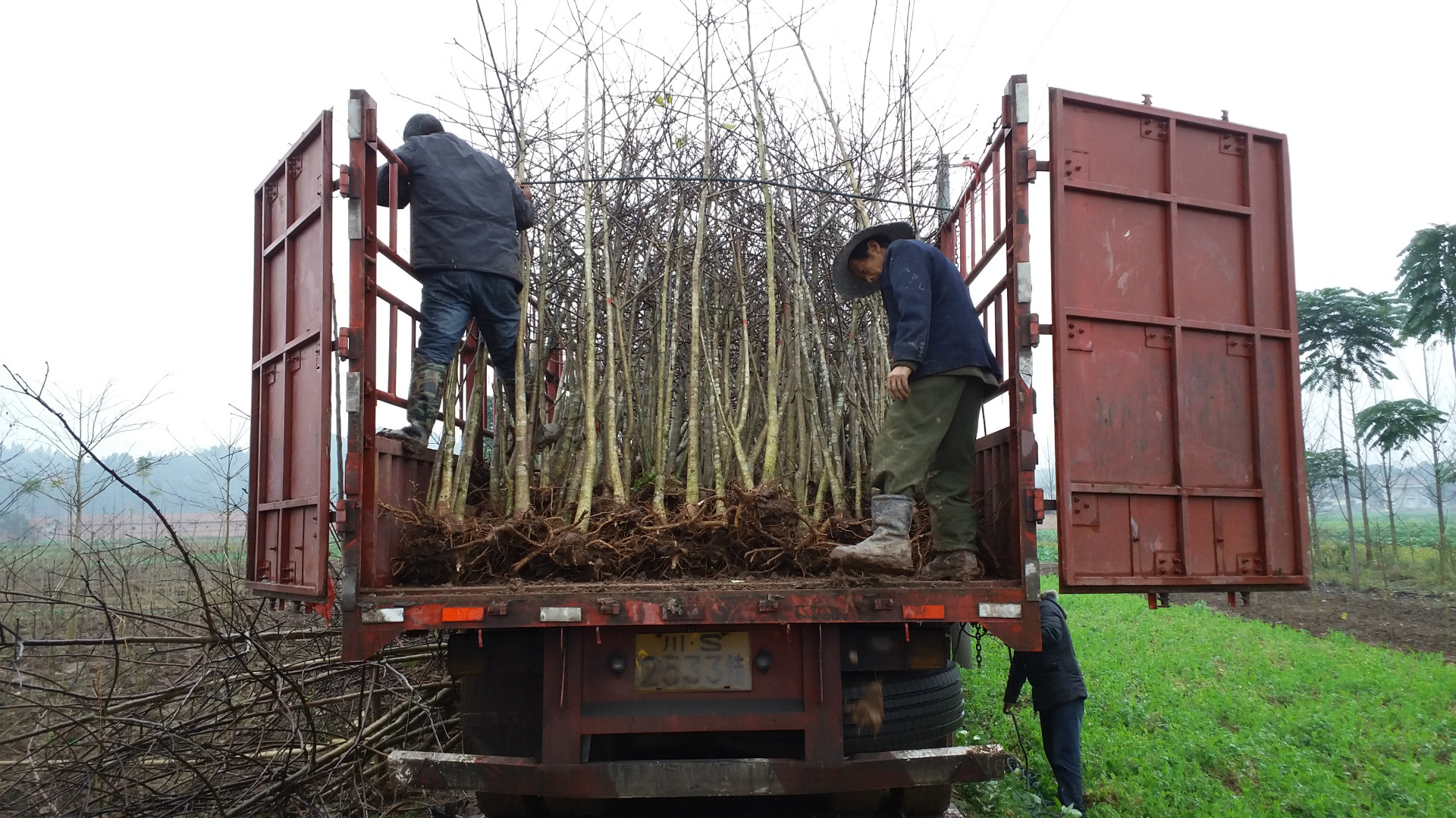 二十一世纪黄金产业,树上油库——毛叶山桐子