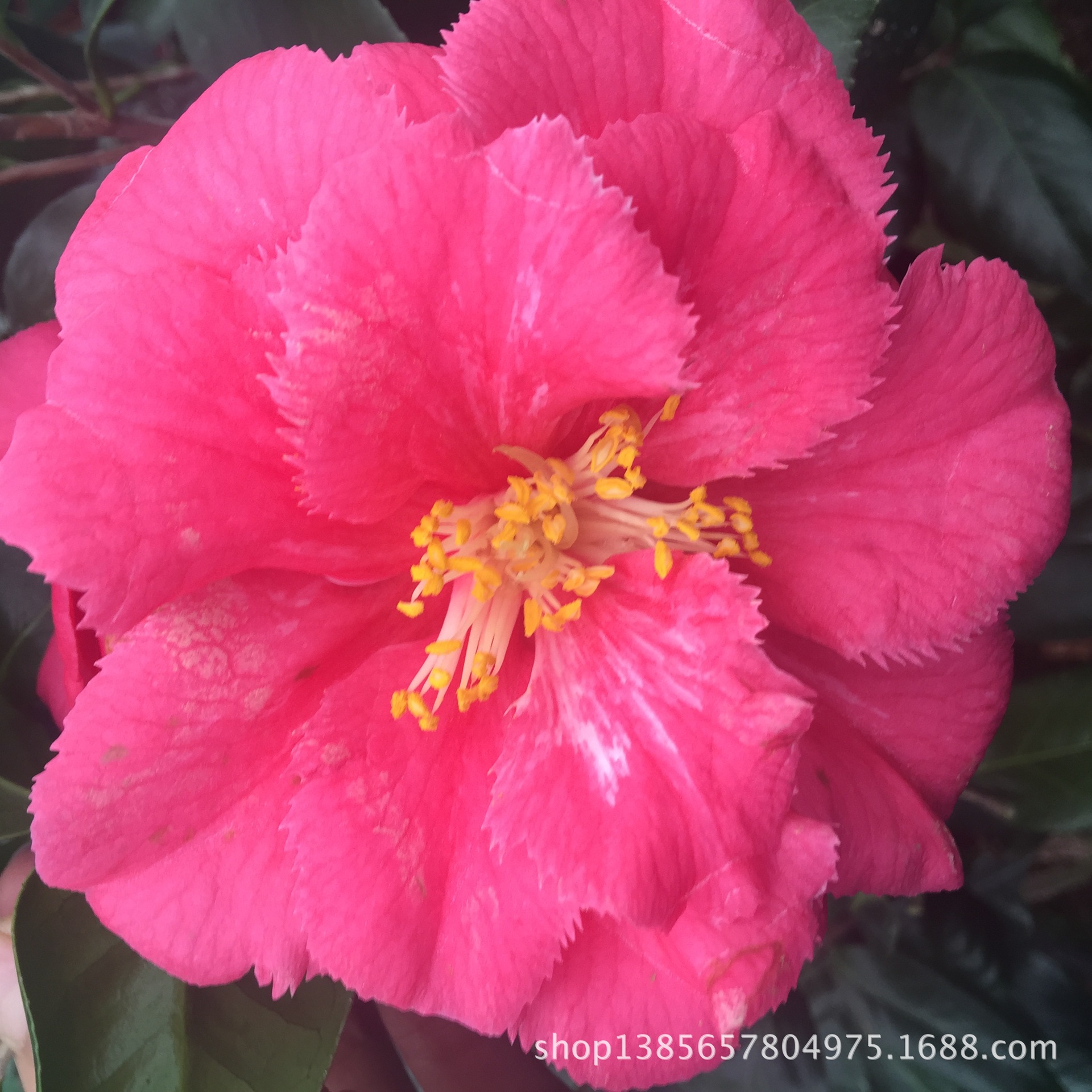 山茶花树苗 茶树苗批发 福建茶花 花仙子茶花苗盆栽批发