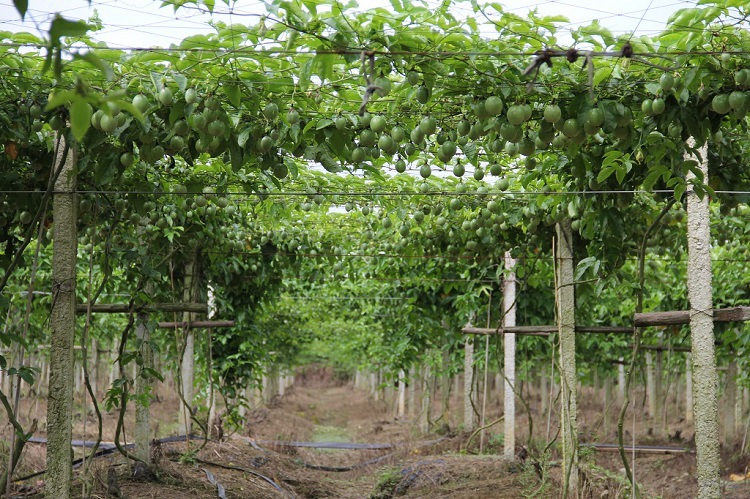 广西新鲜现摘百香果鸡蛋果西番莲精选饱满花皮果大量批发零售