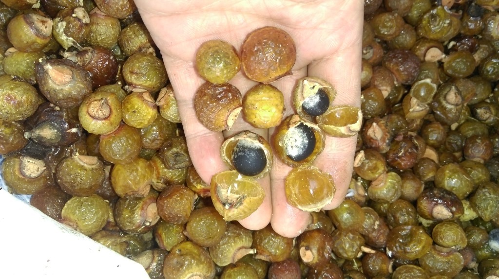 野生木患子 公斤批发 洗手果 带壳无患子