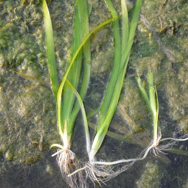 水生植物沉水植物苦草苗净化水质黑藻金鱼藻水生鸢尾再力花