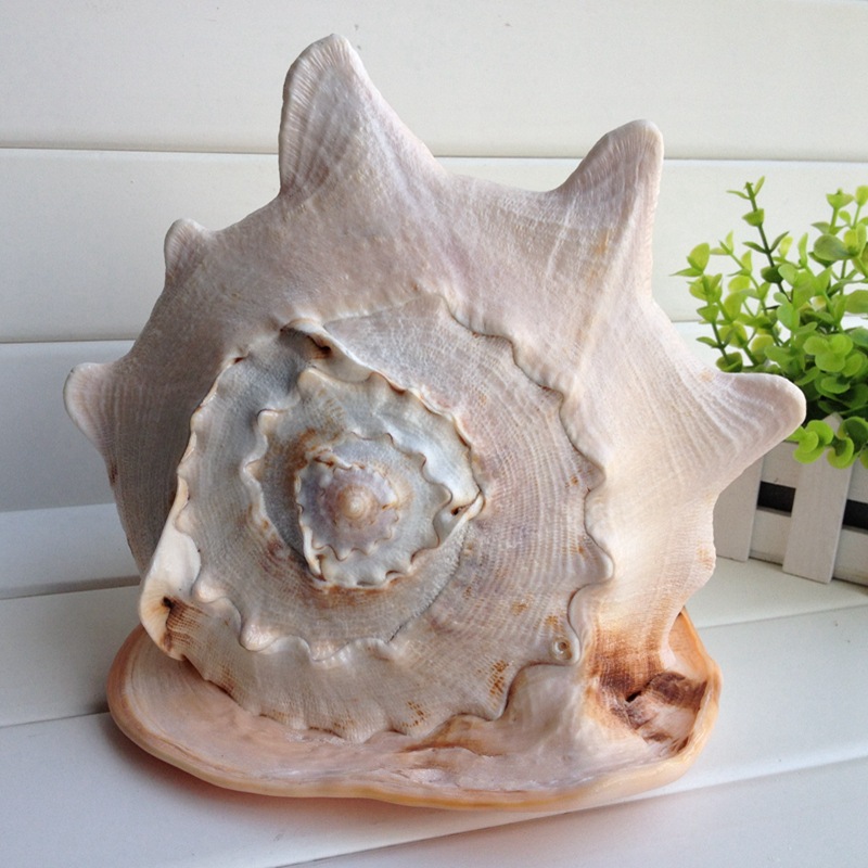 海贝海天然唐冠螺 海螺贝壳 收藏礼品 室内摆件 水族箱鱼缸