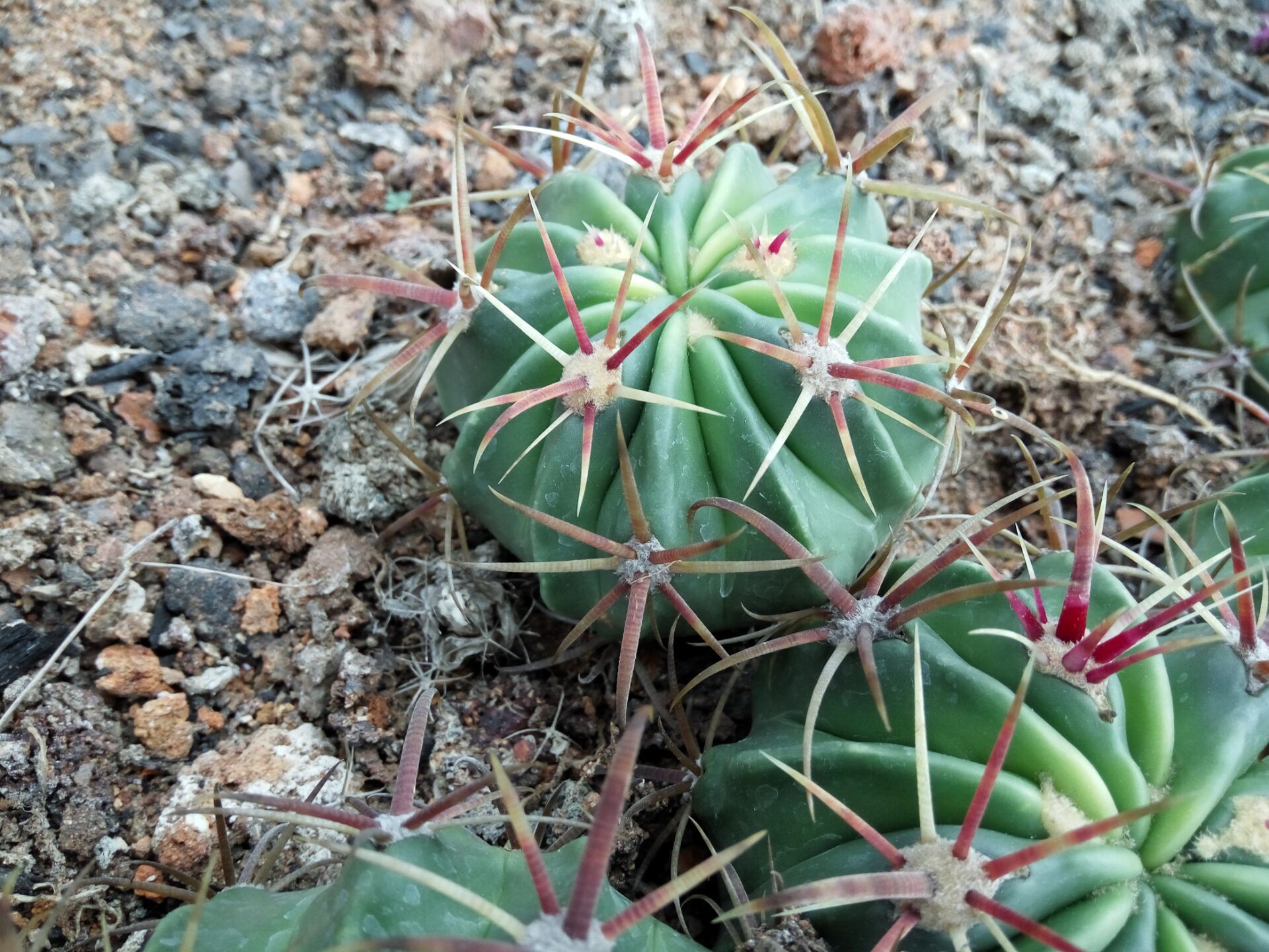 仙人球 日出 2-3公分 实生