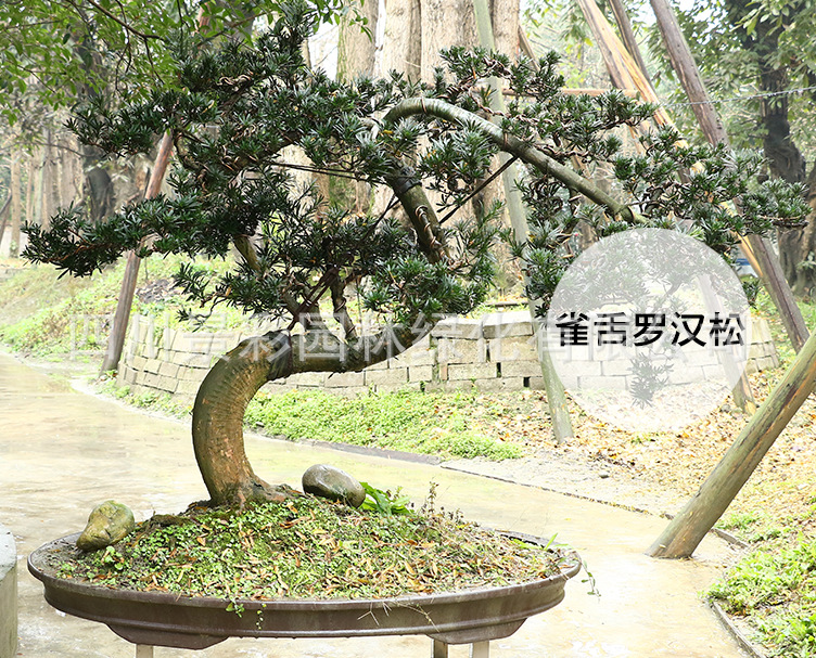罗汉松树苗 珍珠罗汉松盆景 雀舌罗汉松小苗防辐射 罗汉松