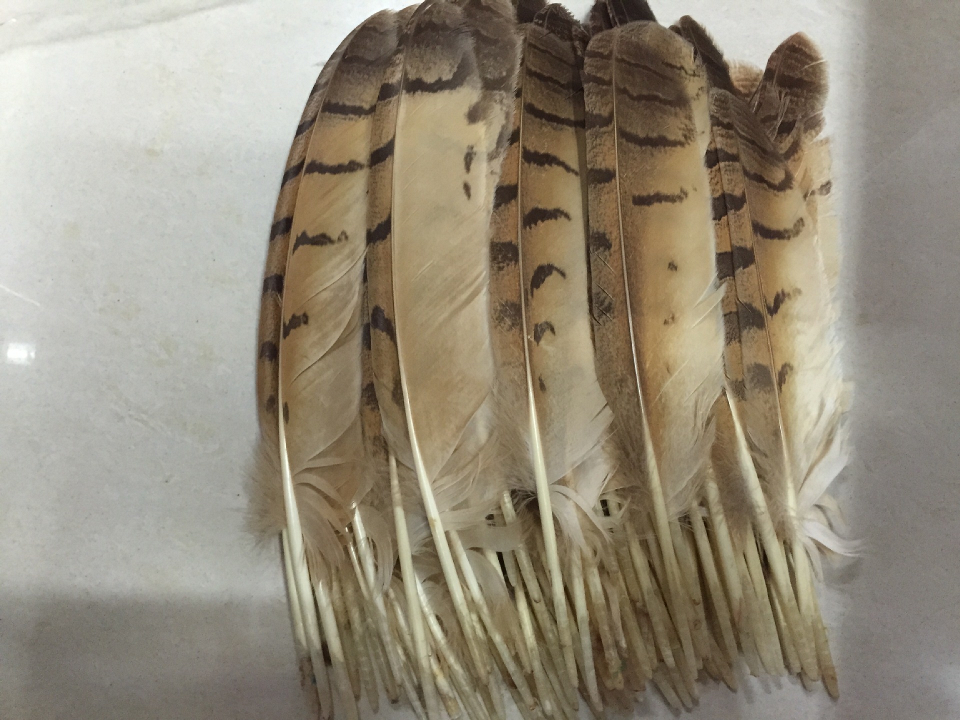 厂家直销 羽毛鹰毛 窝翎 刀翎25-30 30-35公分 价格特优