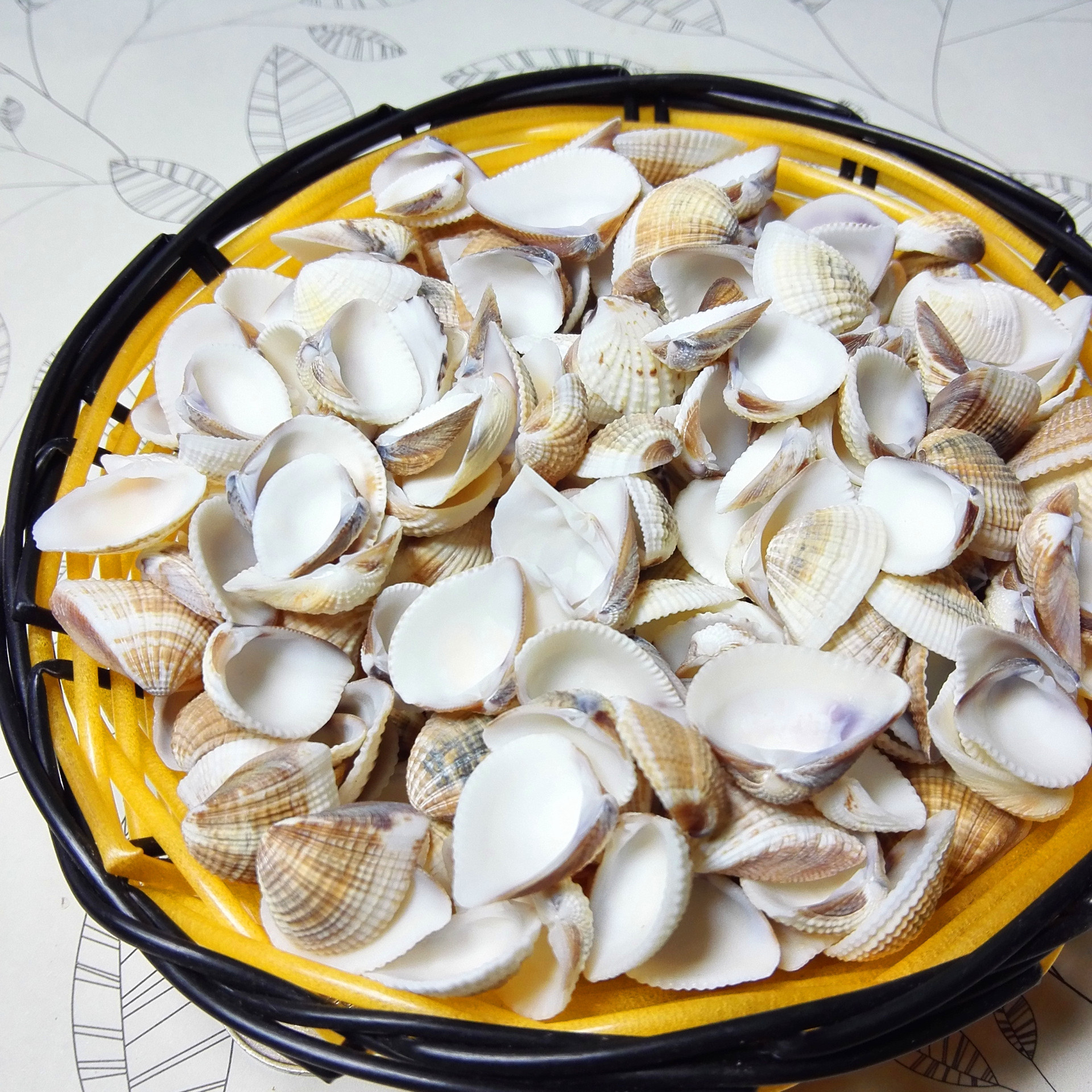 小贝壳海螺海星 diy配饰造景摆设装饰 三角贝幺妹 歪嘴 1斤装