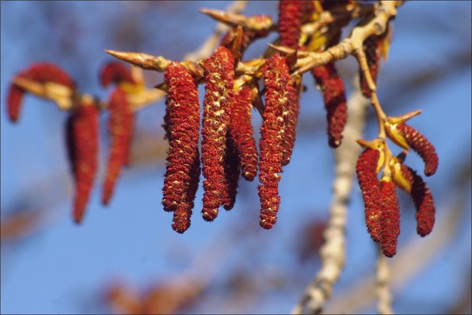 杨树花粉梧树芒纯粉杨树花浓缩粉