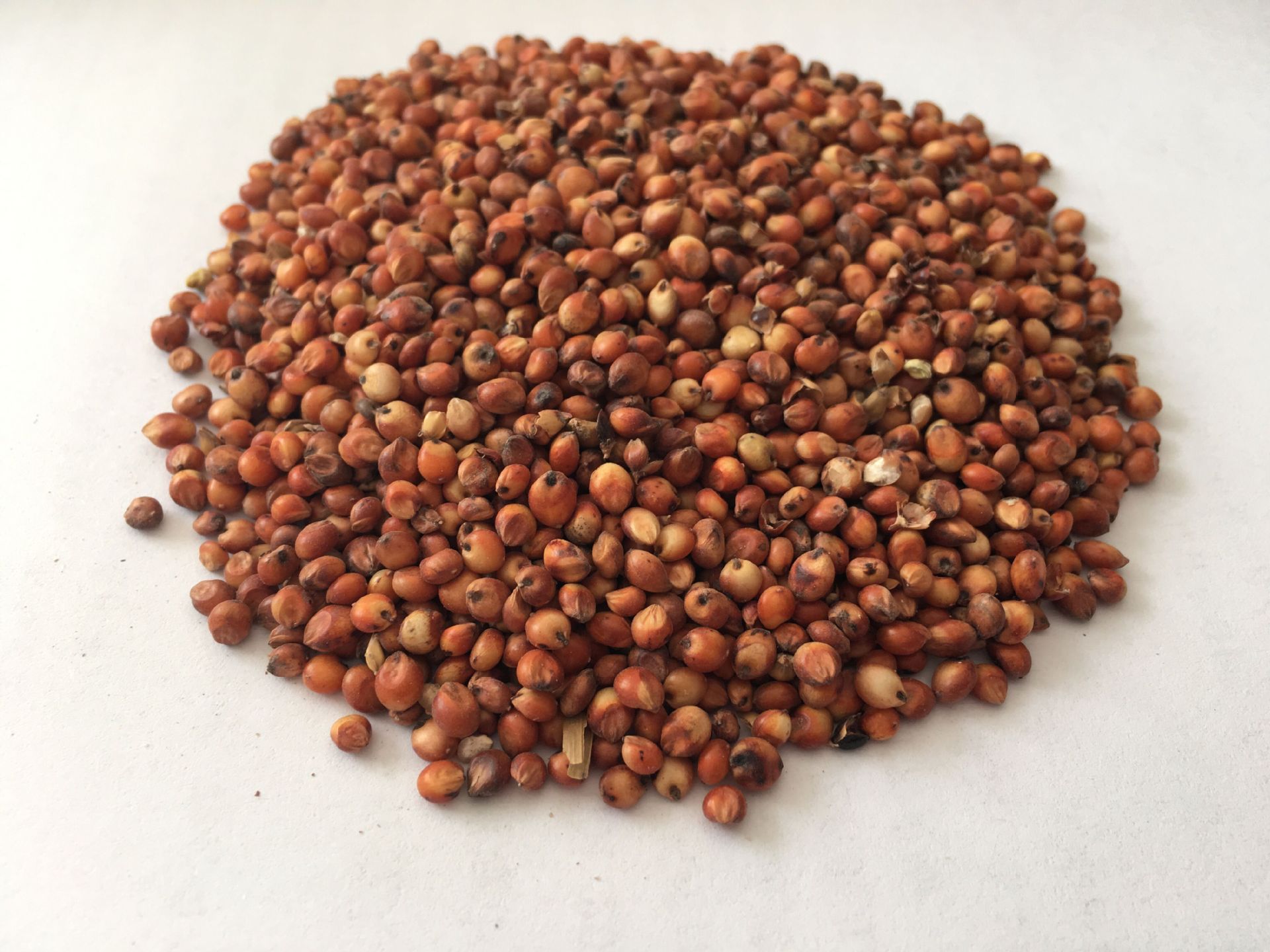 银牛饲料供应进口美国高粱,天津港青岛港大丰港均有售