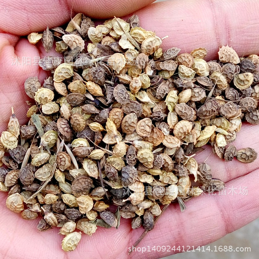 牧草种子 红豆草种子 马草 壮马草种子 1件=1斤