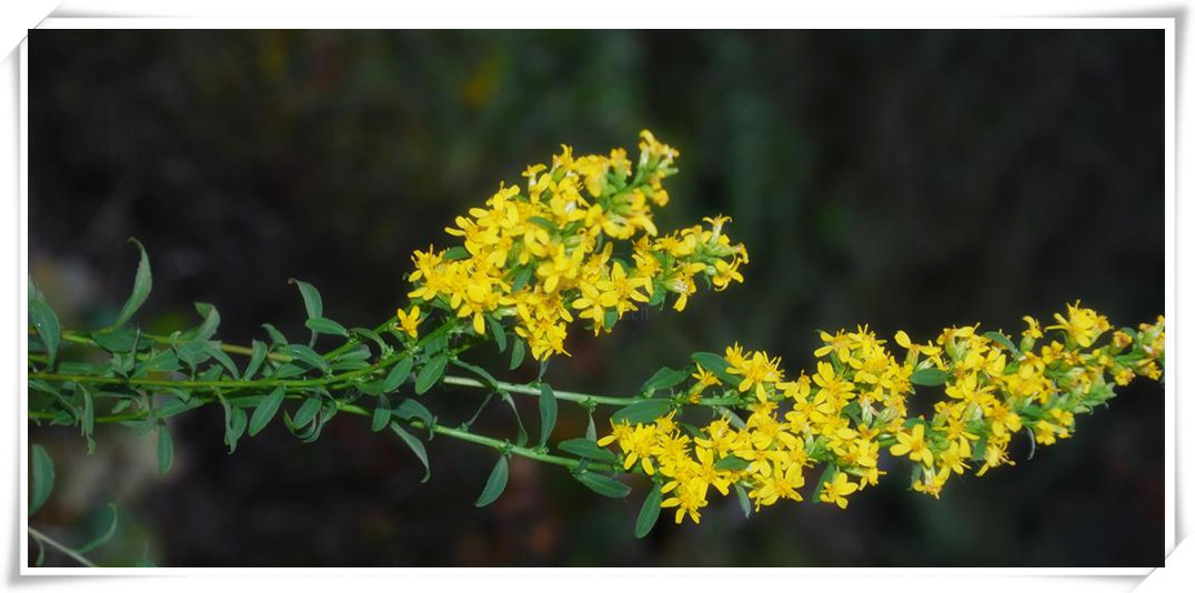 高速变频斩拌机