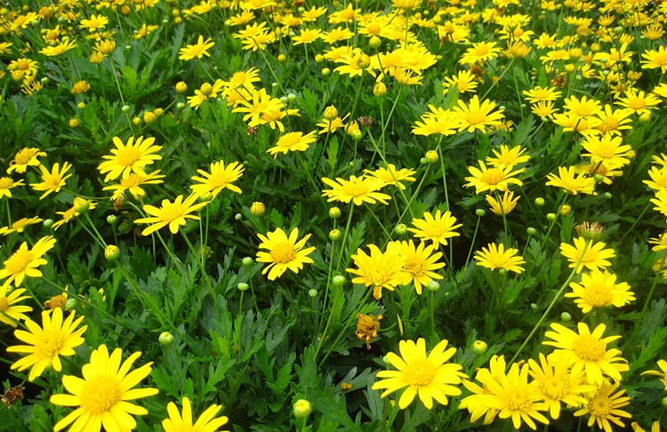 茼蒿菊种子木春菊木茼蒿花种子多年生四季播金黄色木茼蒿批发