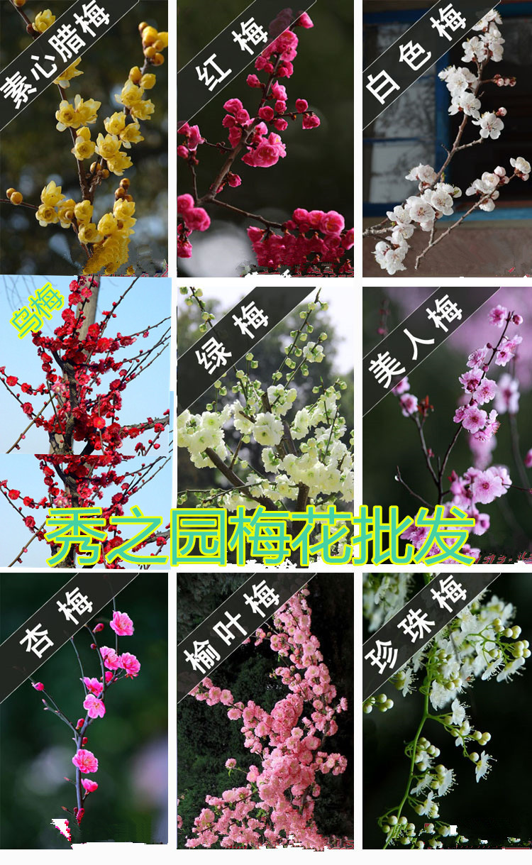 批发庭院绿化多种 梅花树苗 乌梅 红梅苗盆栽造型梅花桩基地直销