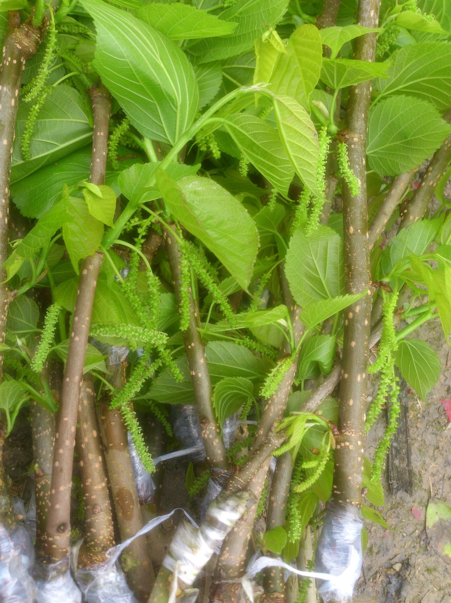 台湾长果桑果树苗 惠州永发果苗 长果桑果树苗 桑葚果树苗 果桑树