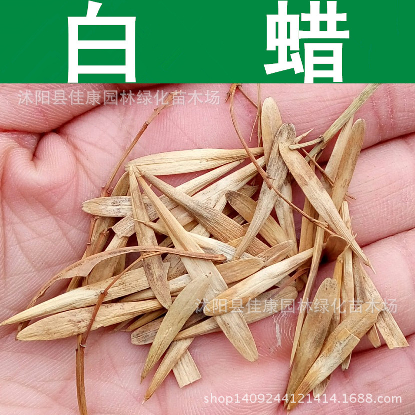 林木种子 优质白蜡种子 白蜡树 青榔木 白腊种子 白荆树 1件=1斤