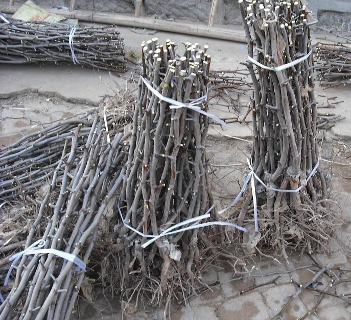 批发果树苗木果苗批发沾化冬枣嫁接冬枣树二代冬枣苗2号冬枣苗木