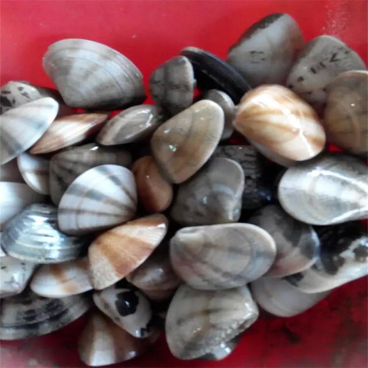 酒店供应 鲜活七彩贝 珍珠贝 鲜活贝类 特价 江浙沪皖直达 野生