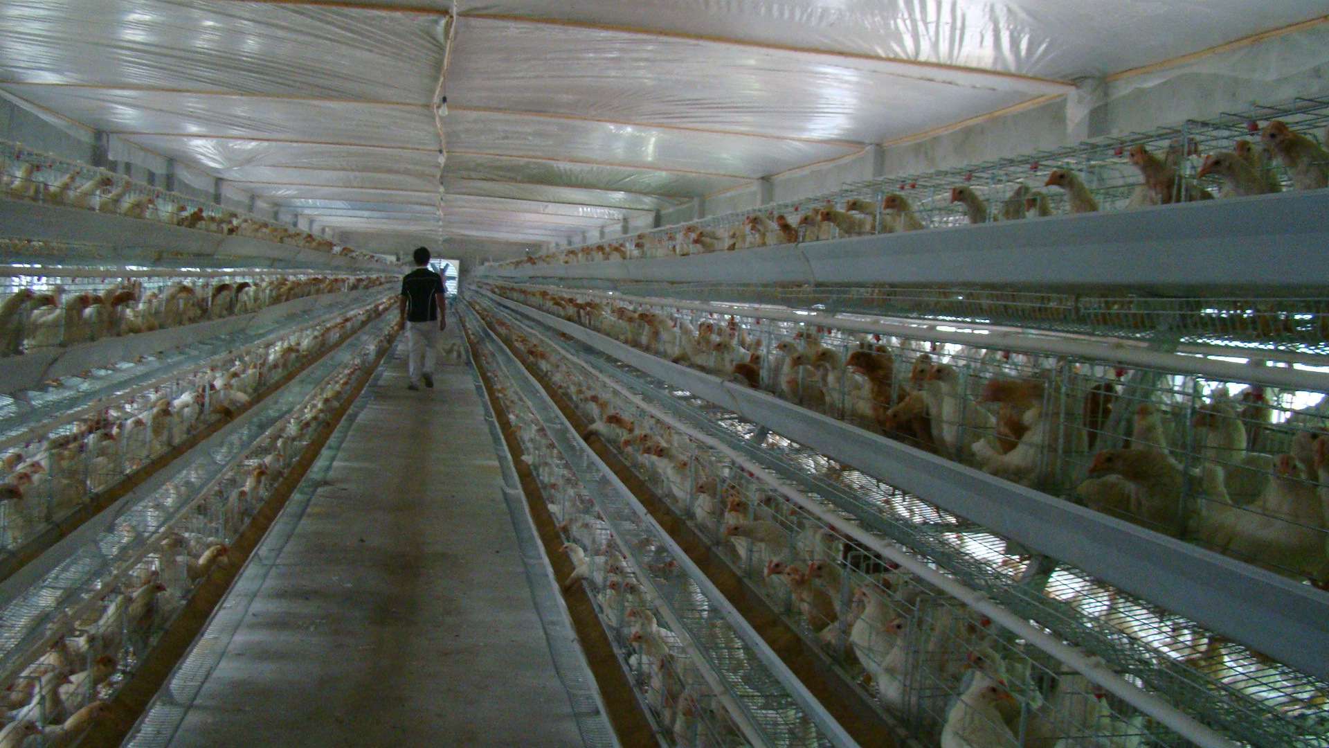 批发镀锌鸡笼 肉鸡笼育雏笼 养鸡设备 自动化养殖设备