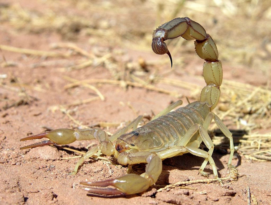 蝎子全虫清水全蝎蝎子批发