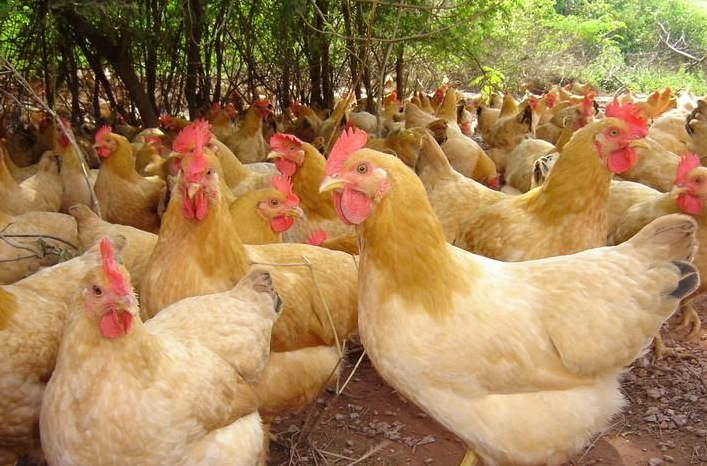 重庆黑脚土鸡苗//贵州土鸡苗//湖南本地土鸡苗//鹌鹑苗