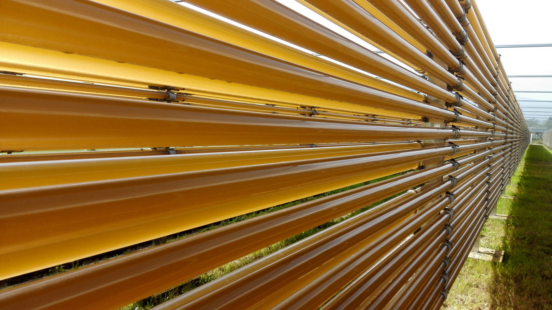 雨生红球藻提取物虾青素胶囊oem代加工虾青素抗氧化抗衰老