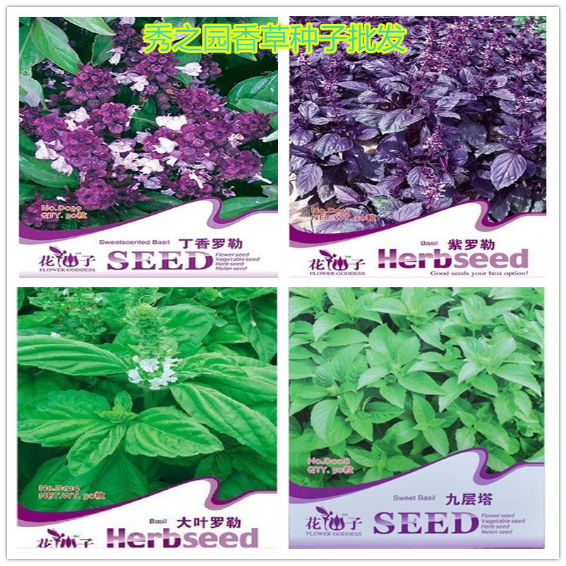 芳香类盆栽花卉食用紫罗勒香草种子可食用约50粒阳台苗圃花园生产
