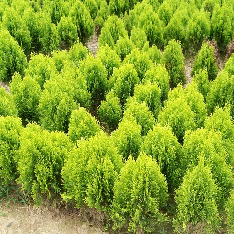 完美特色园林绿化苗木洒金柏