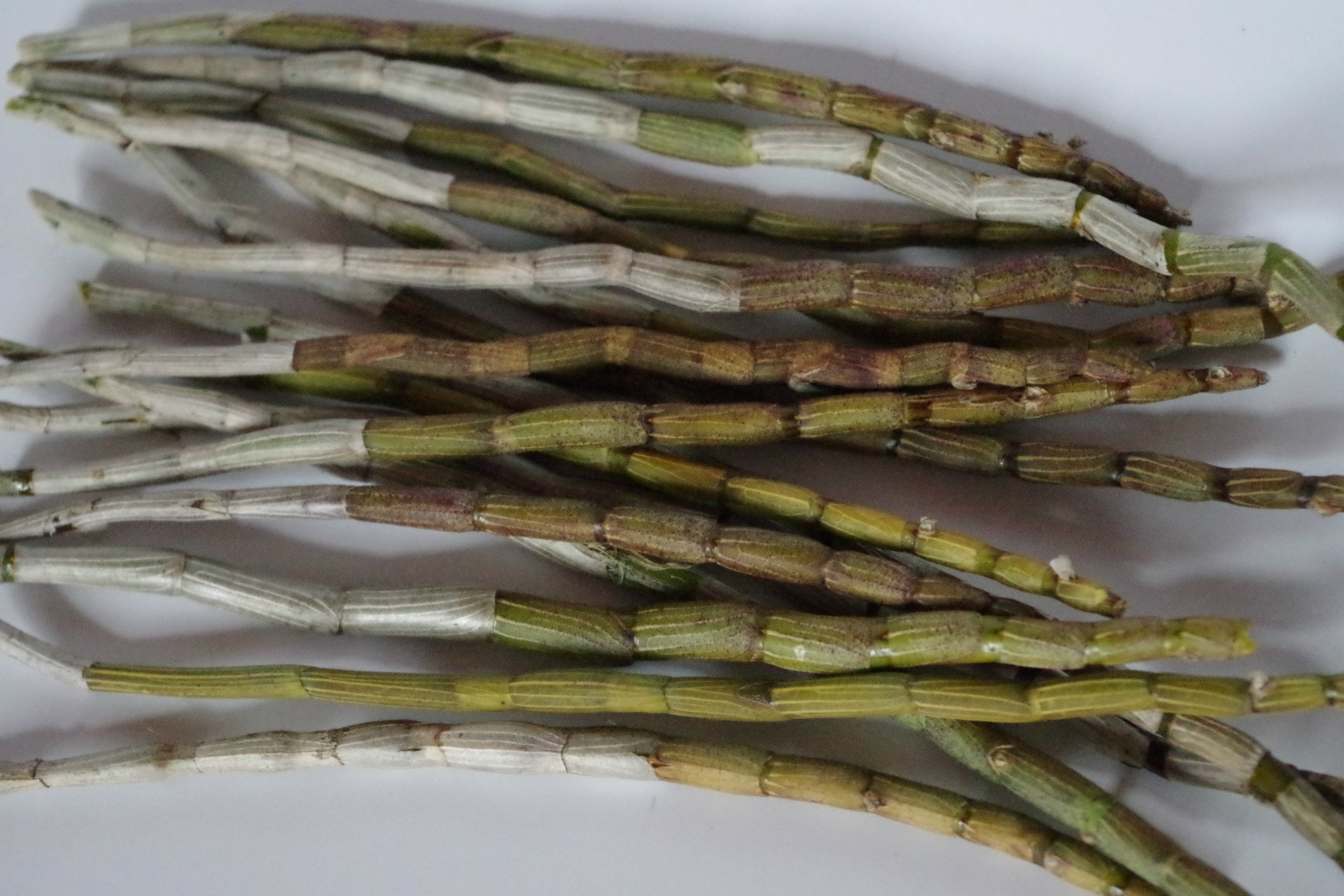 斛皇铁皮石斛鲜条 新鲜 茎秆 云南中药材 胶质多 质量好基.