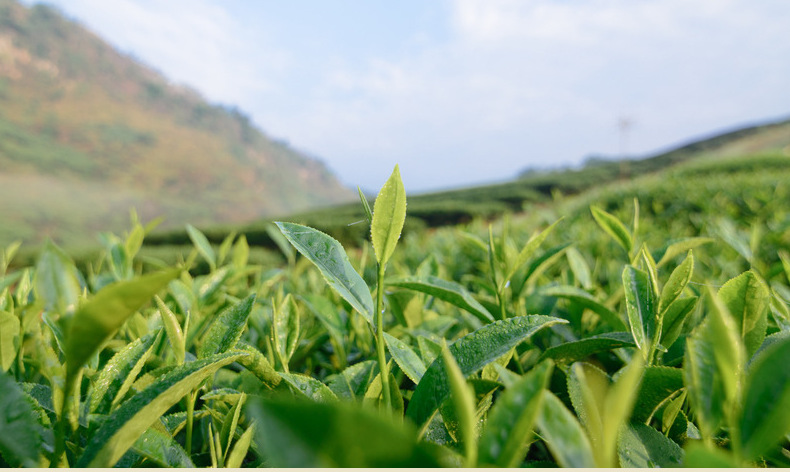 2016年浙江松阳龙井香茶/日照崂山绿茶