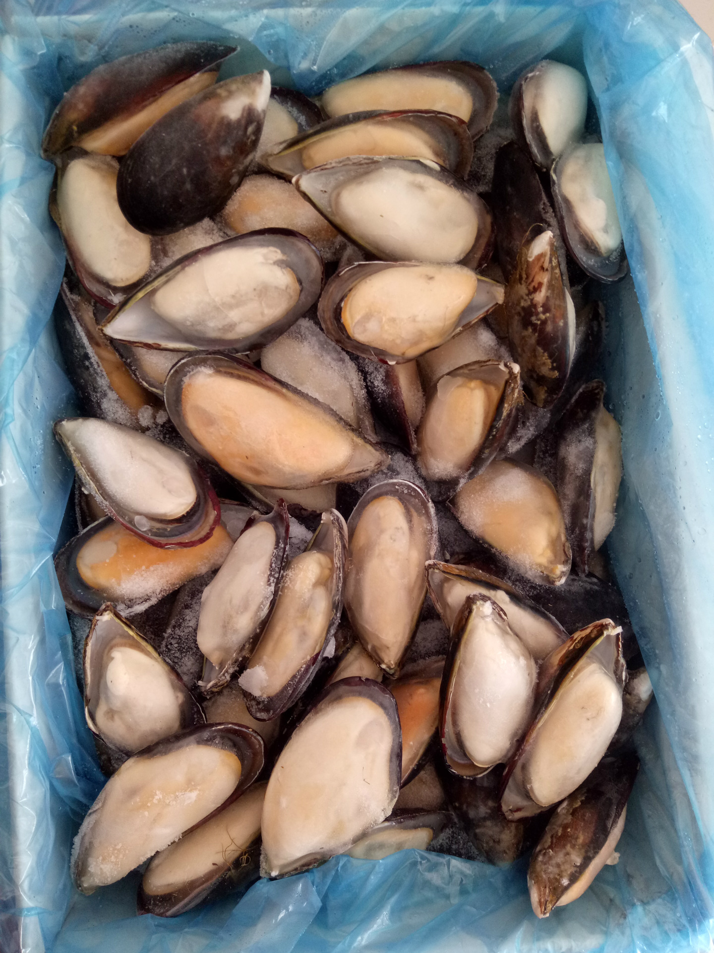冷冻黑口贝蓝口贝淡菜酒店自助餐烧烤专用食材量大从优