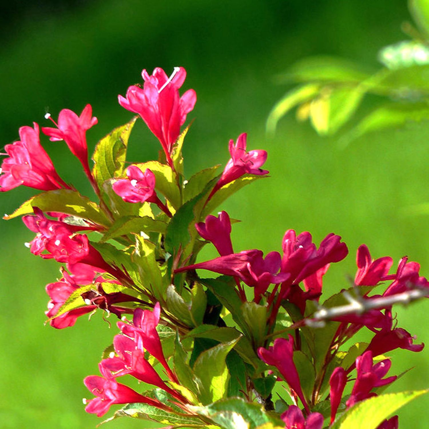 红王子锦带花 美国引进品种 优质花木 红王子锦带 绿化首先