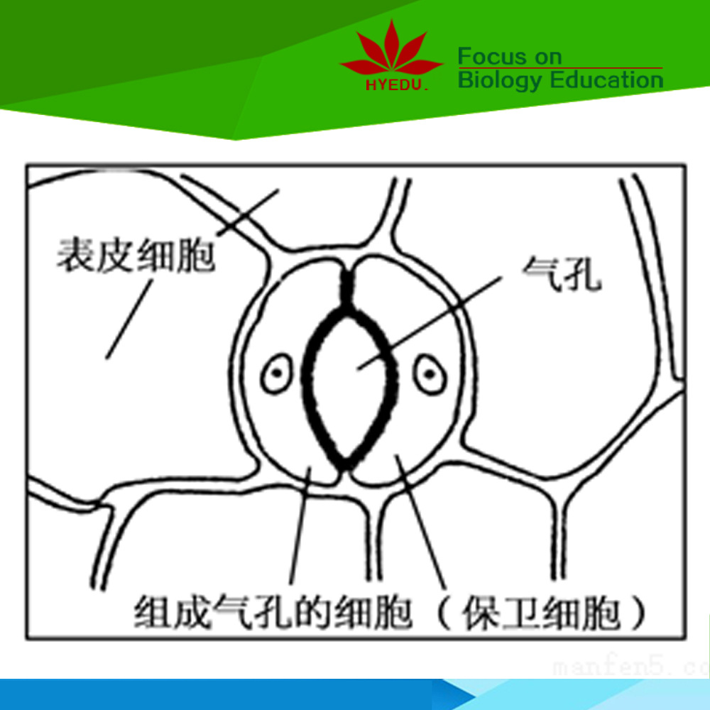 生物切片植物切片类连翘叶气孔装片显微镜植物类玻片
