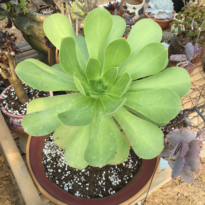 8028冰绒法师 多肉植物新品种肉肉植物吸甲醛法师系列