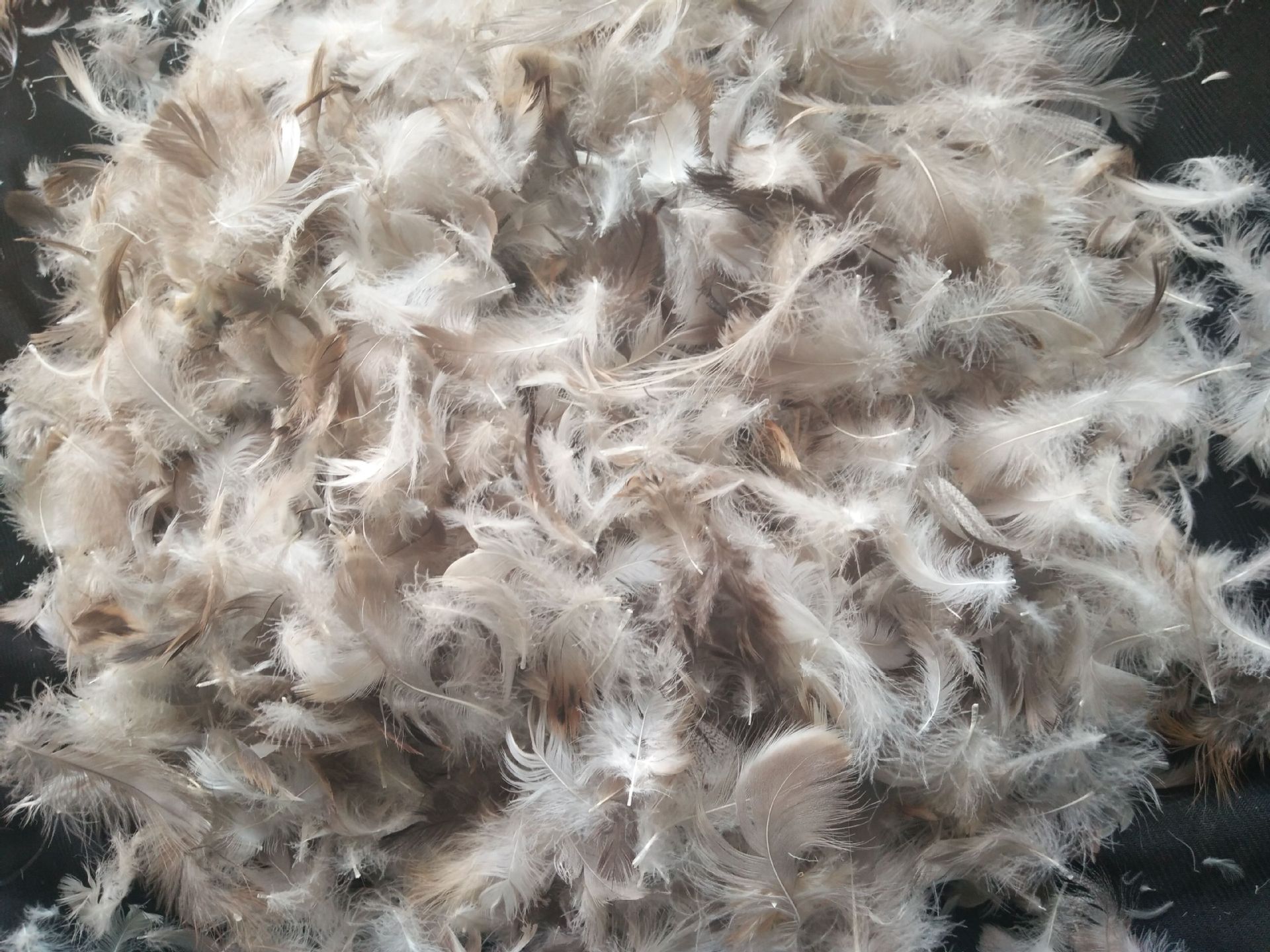 荐家具厂沙发抱枕填充水洗鸭毛水洗灰鸭片羽绒服填充物批发